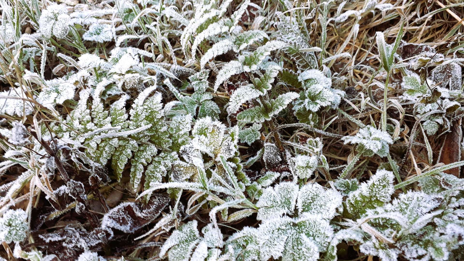 Picture of hoar frost on vegetation sent in by Wick's weather watcher Keith Banks.