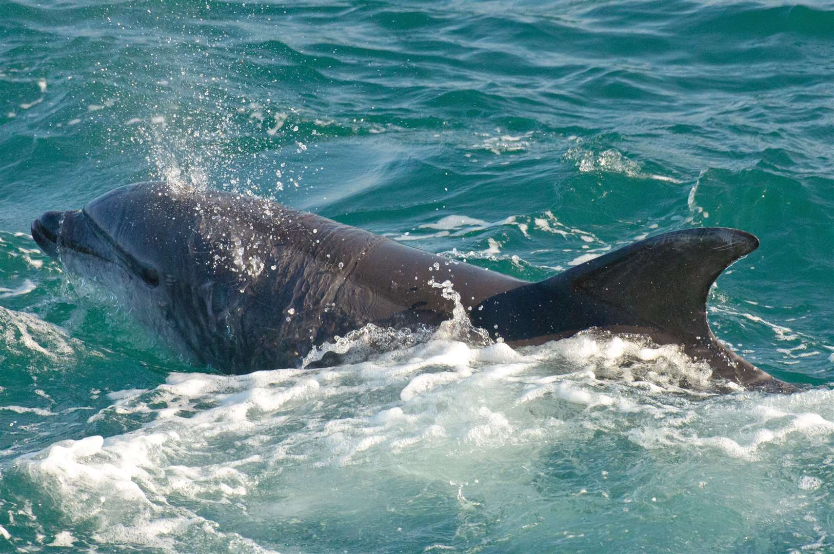 A bottlenose dolphin at St Ives Bay (Dan Murphy/University of Plymouth)