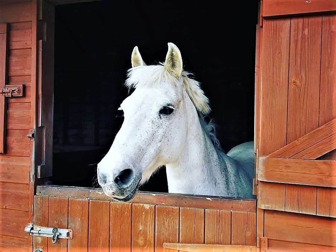 Paris at her stables in Lyth.