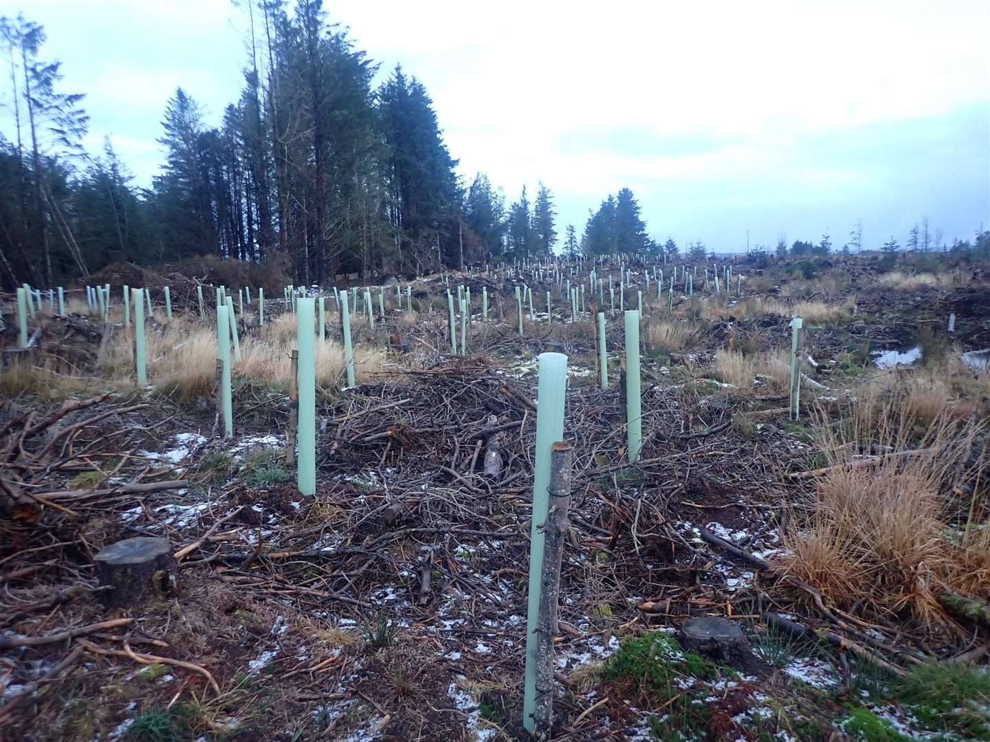Still around 400 trees left to plant in the woodland.