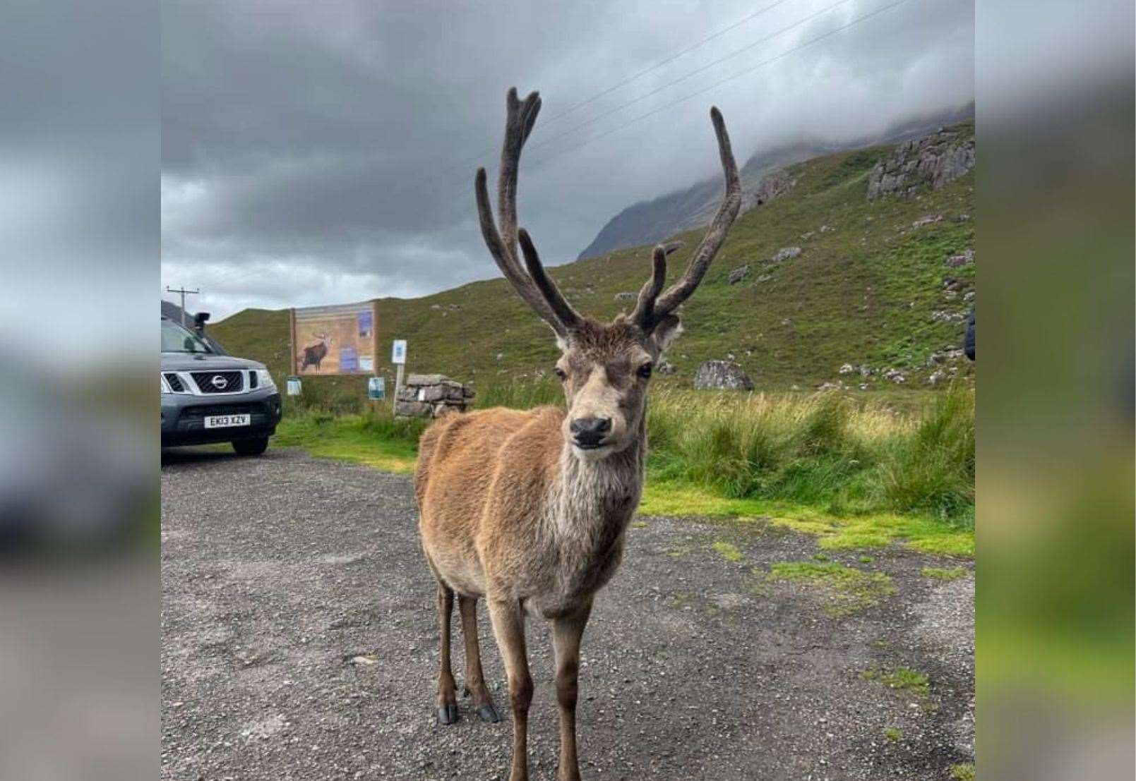 Callum the deer, in Torridon's Beinn Eighe car park, who was put down earlier this year due to being fed "the wrong foods" by visitors, and losing many of his teeth. Picture: Andrew Grant McKenzie.