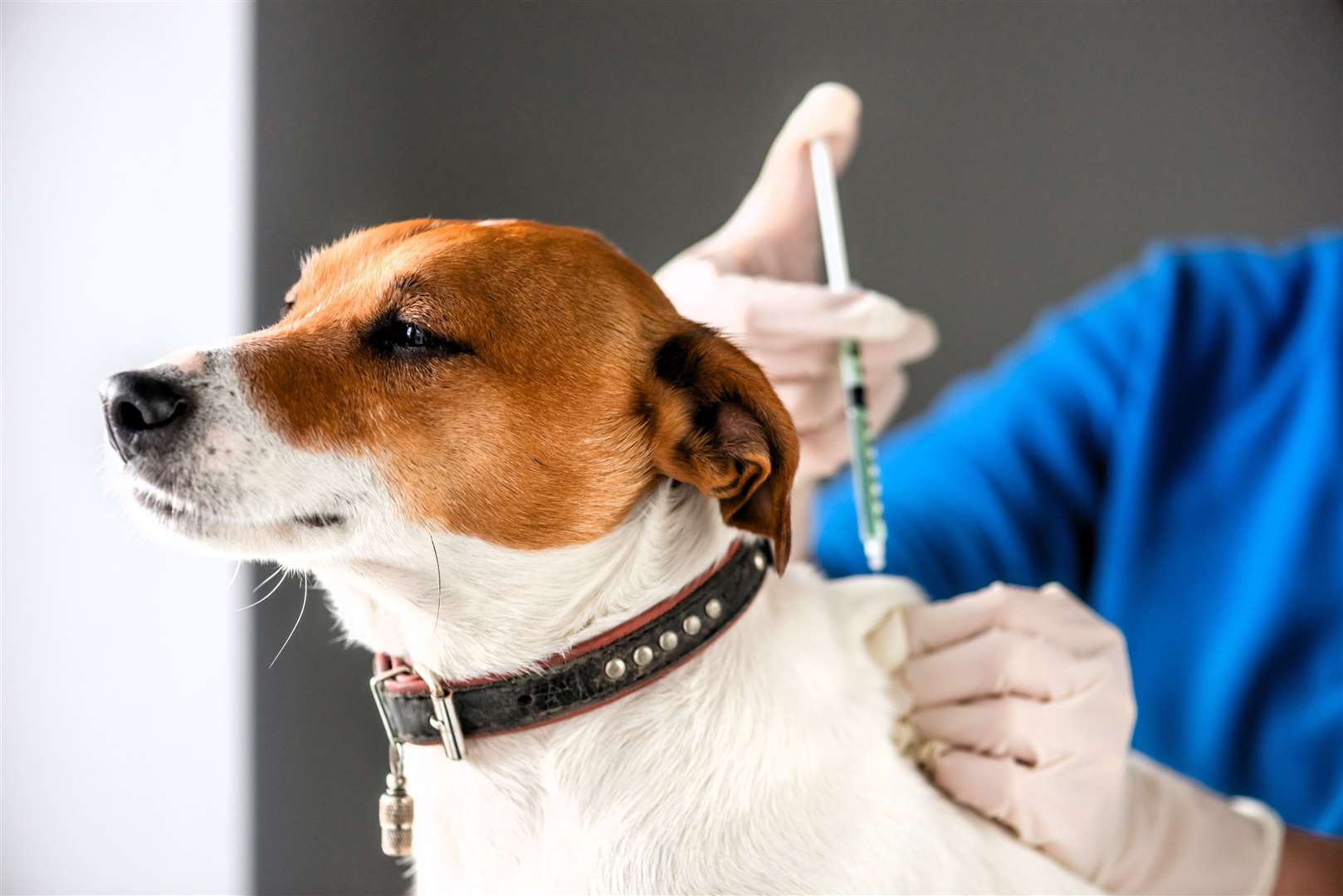 Zoetis, the company that sponsors Librela, issued a statement about the drug and pointed out how it has helped many dogs struggling with osteoarthritis despite the negative reports. Picture: iStock