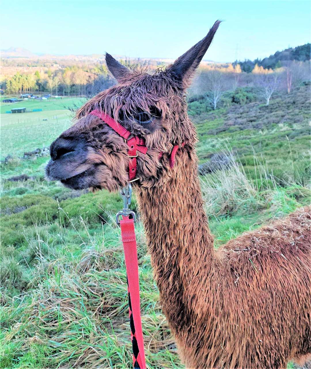 Hazel's next book is set in an alpaca farm in rural Dunnet.