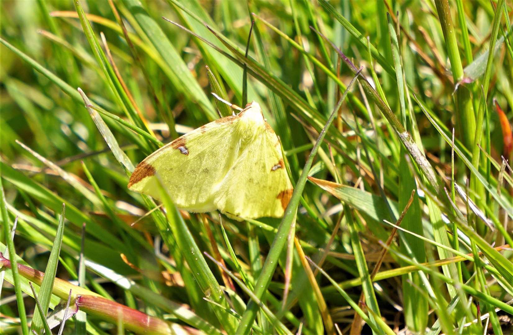 Brimstone Moth Opisthograptis luteolata can be seen in Caithness from May into July in woodlands and gardens.The bright yellow moth can be seen flying at dusk near hawthorn and rowan. This specimen was seen on Cuckoo Hill near Watten earlier this week. Picture: DGS