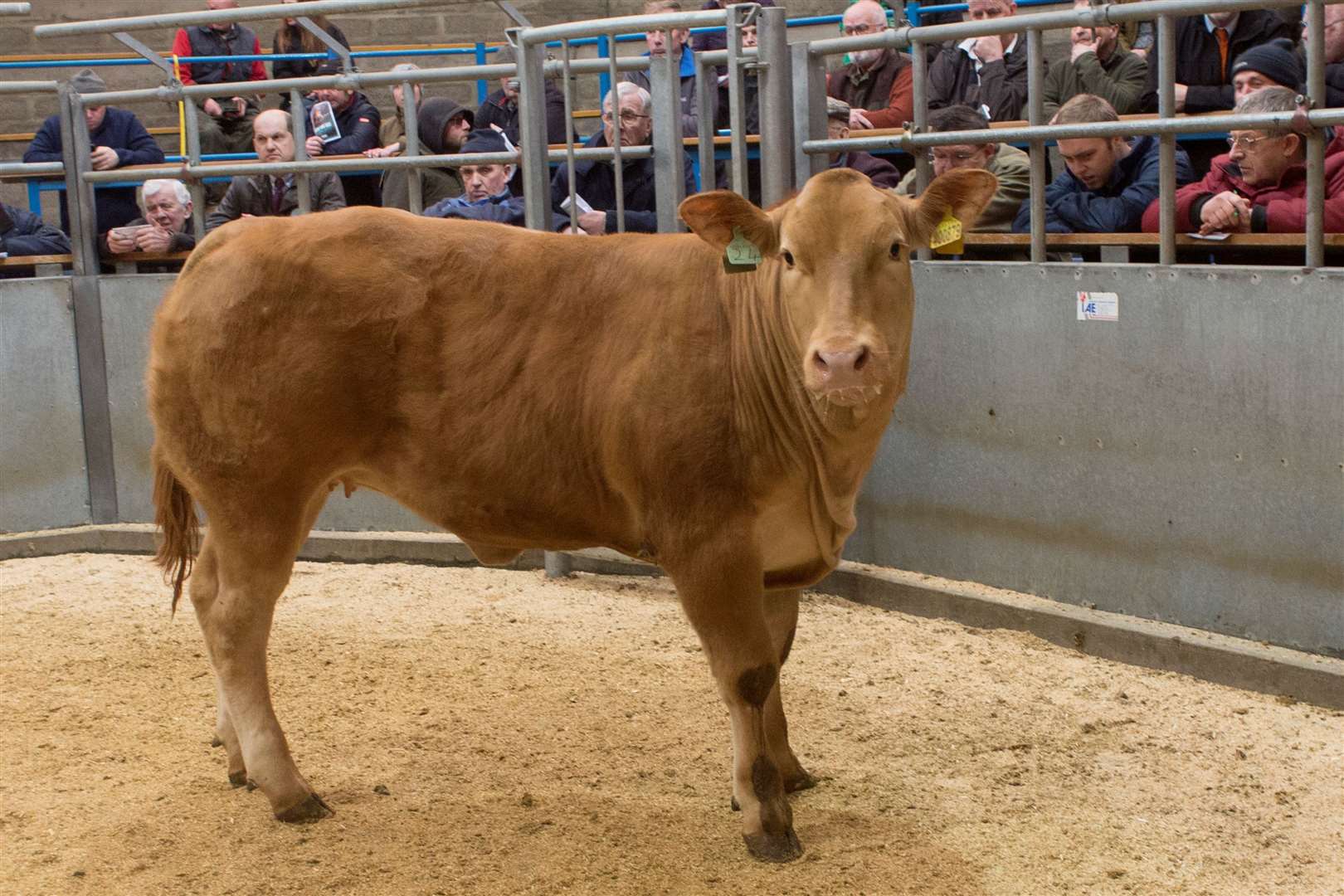 Dunbeath Farms won the North of Scotland Newspapers Trophy when they took the open championship at Caithness Livestock Centre's spring show and sale of store cattle with this cross Limousin heifer. Picture: Robert MacDonald / Northern Studios