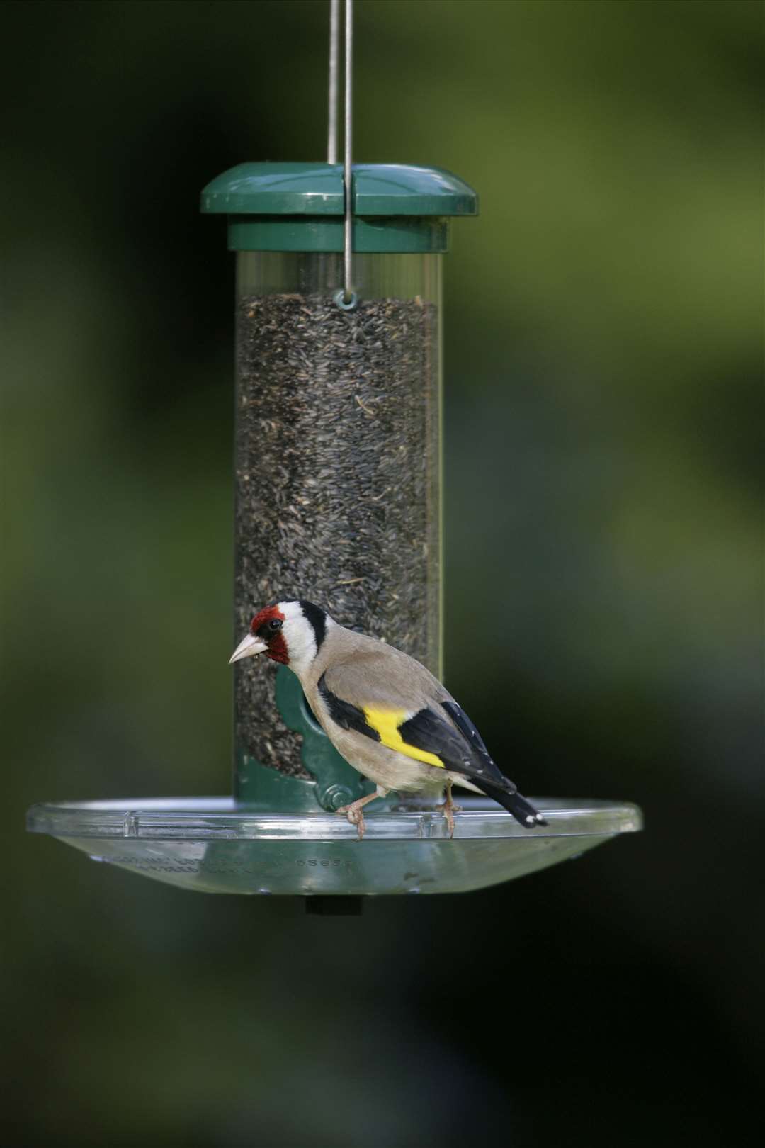 Caithness folk urged to take part in RSPB's Big Garden Birdwatch