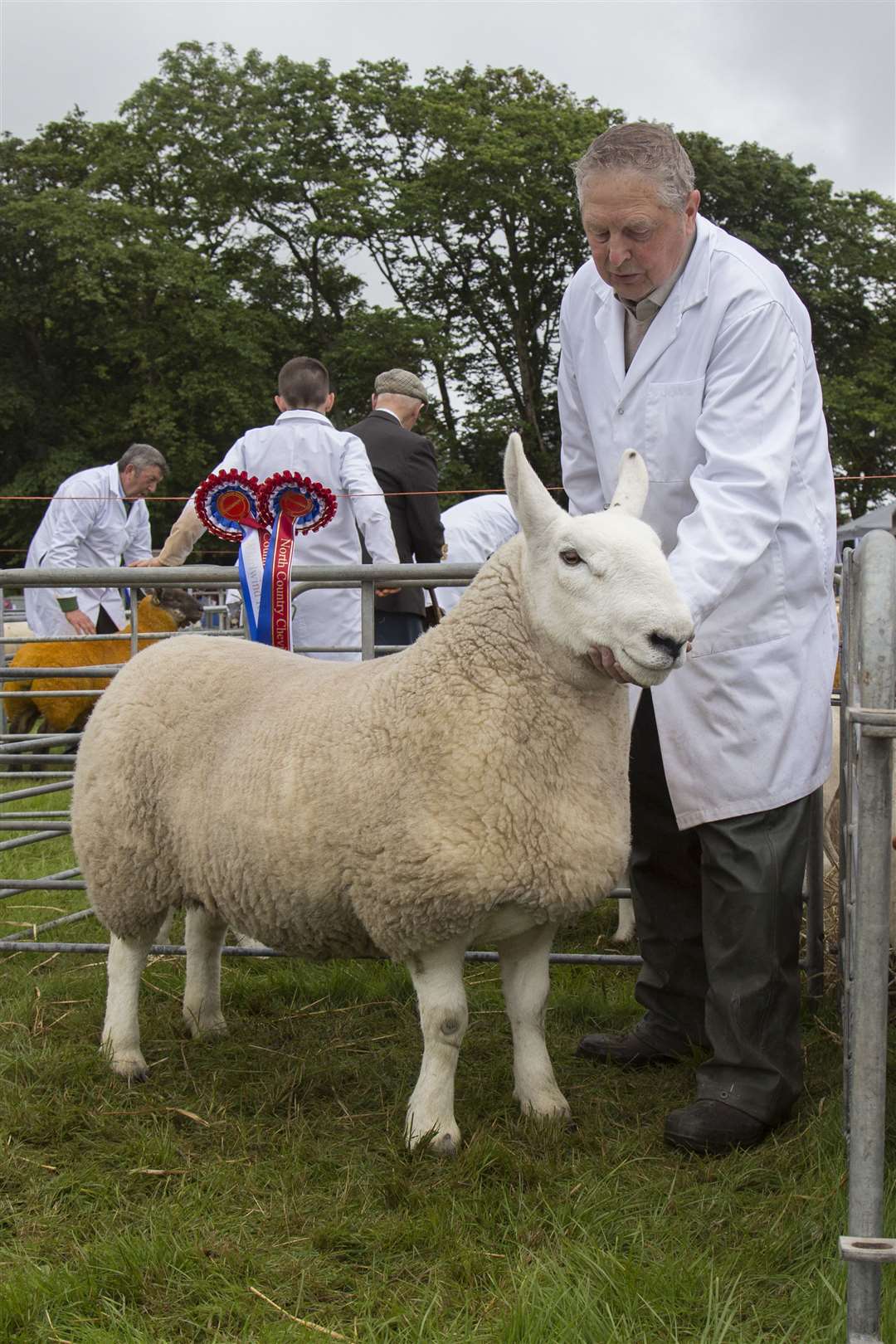 James Mackay, Biggins, Wick, took the supreme sheep championship with this North Country Cheviot gimmer that had earlier claimed the overall breed championship. Picture: Ann-Marie Jones / Northern Studios