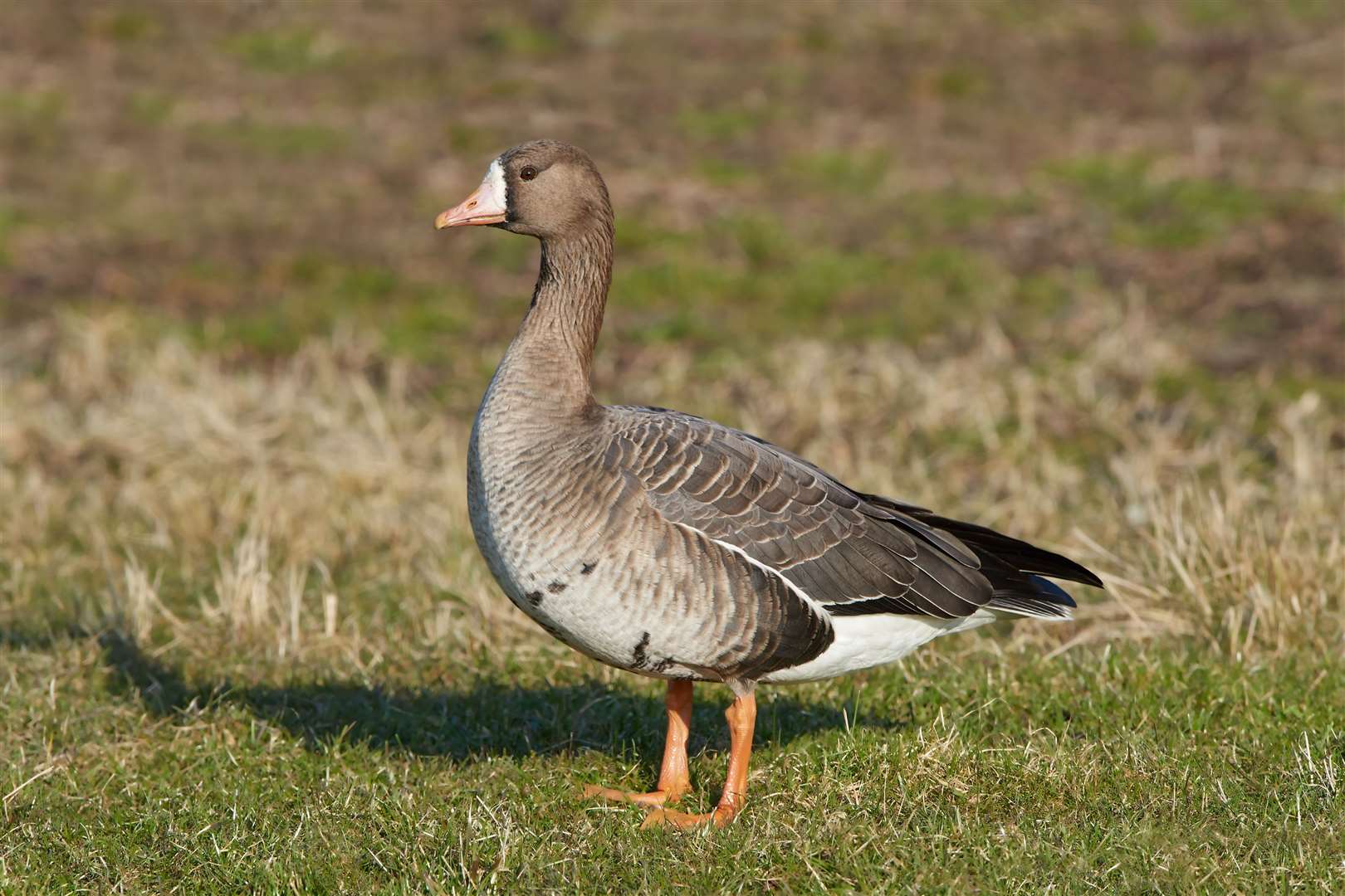 The white fronted goose is a protected species. Picture: Adobe Stock