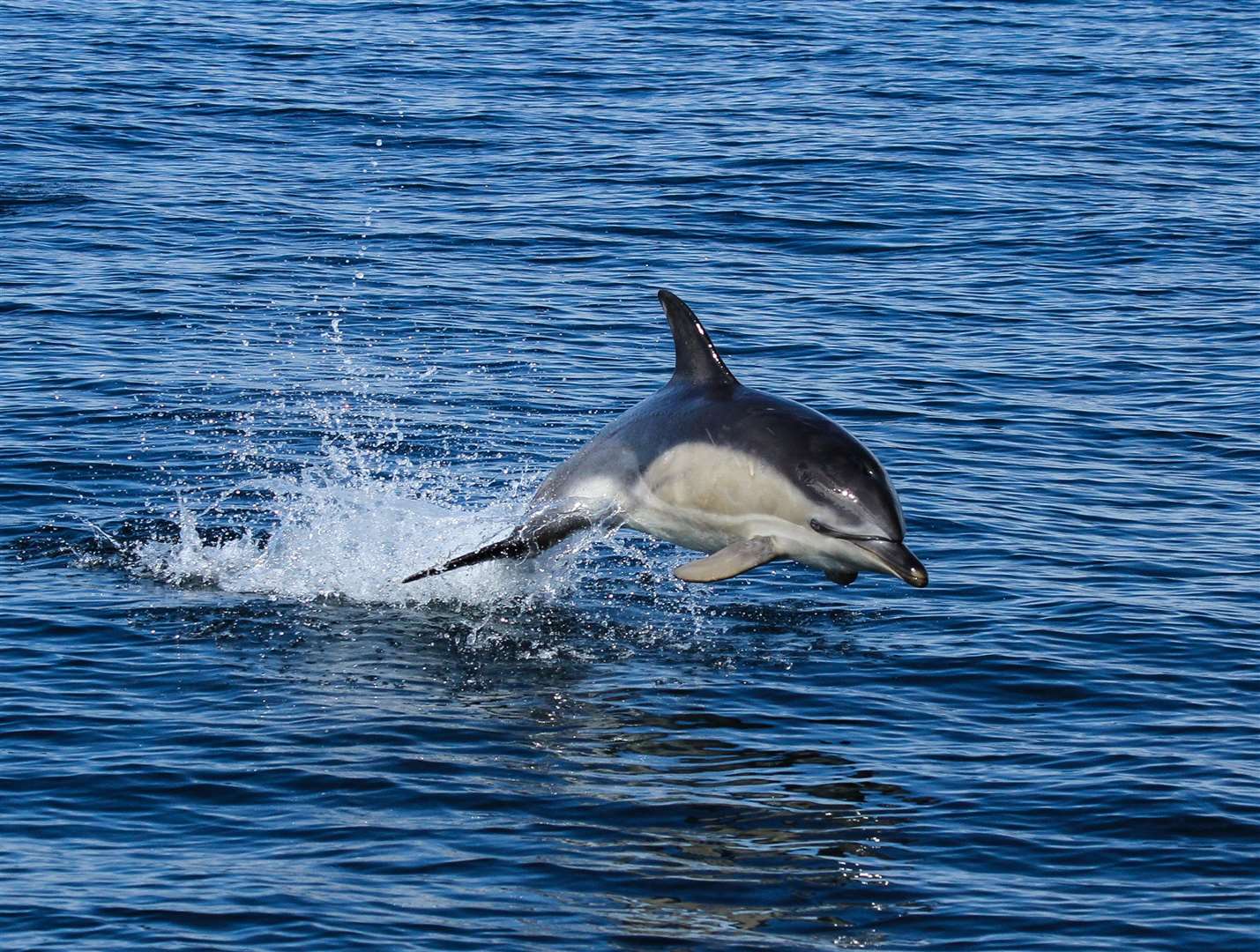 Un delfin comun.  HWDT spune că de fiecare dată când vă aflați în apropierea mării în Scoția, aveți șansa de a observa un mamifer marin.  Imagine: HWDT