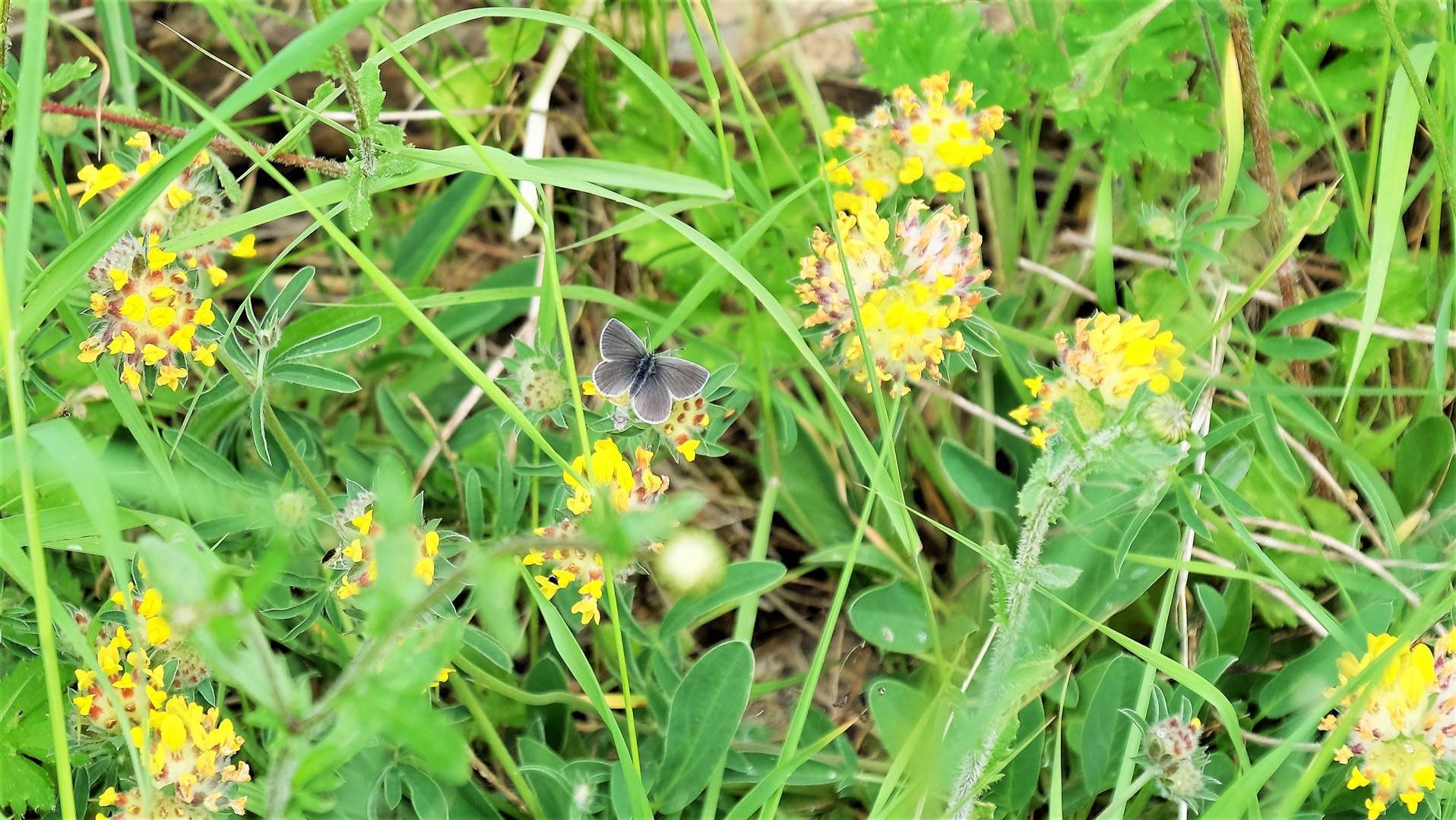 Small blue butterfly at Castlehill.