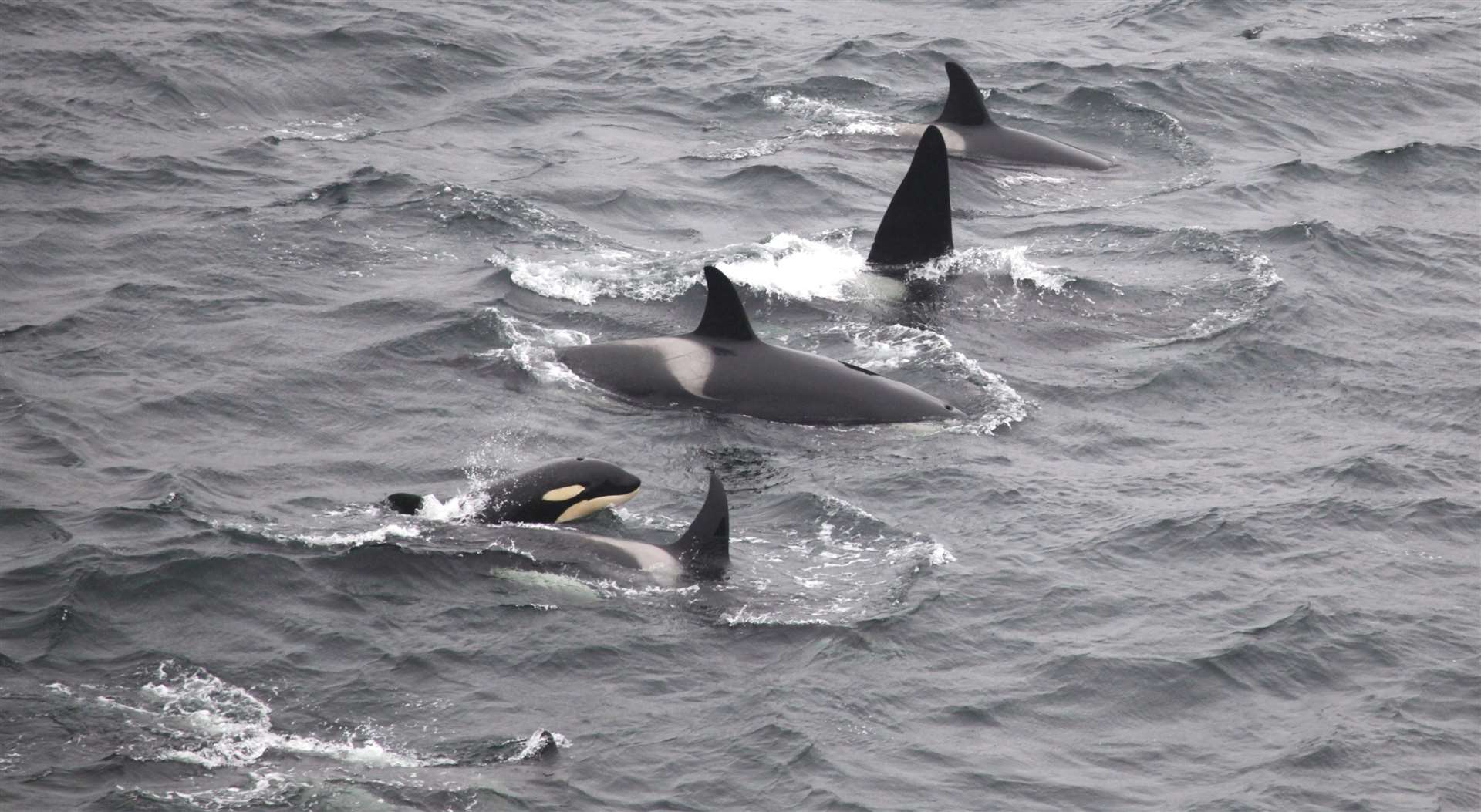 A pod of orcas seen off the Caithness coast. Picture: Colin Bird