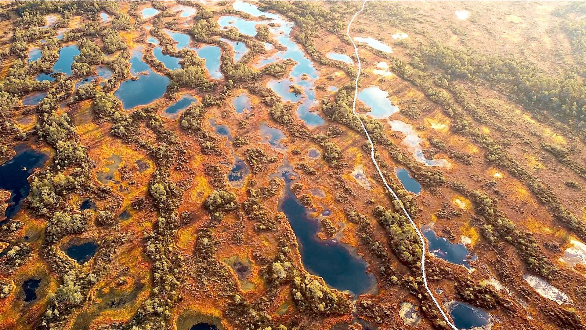 Still image taken from The Dreaming Bog. The filmmaker says the peatland appears to look like a 'gigantic brain' from the air.