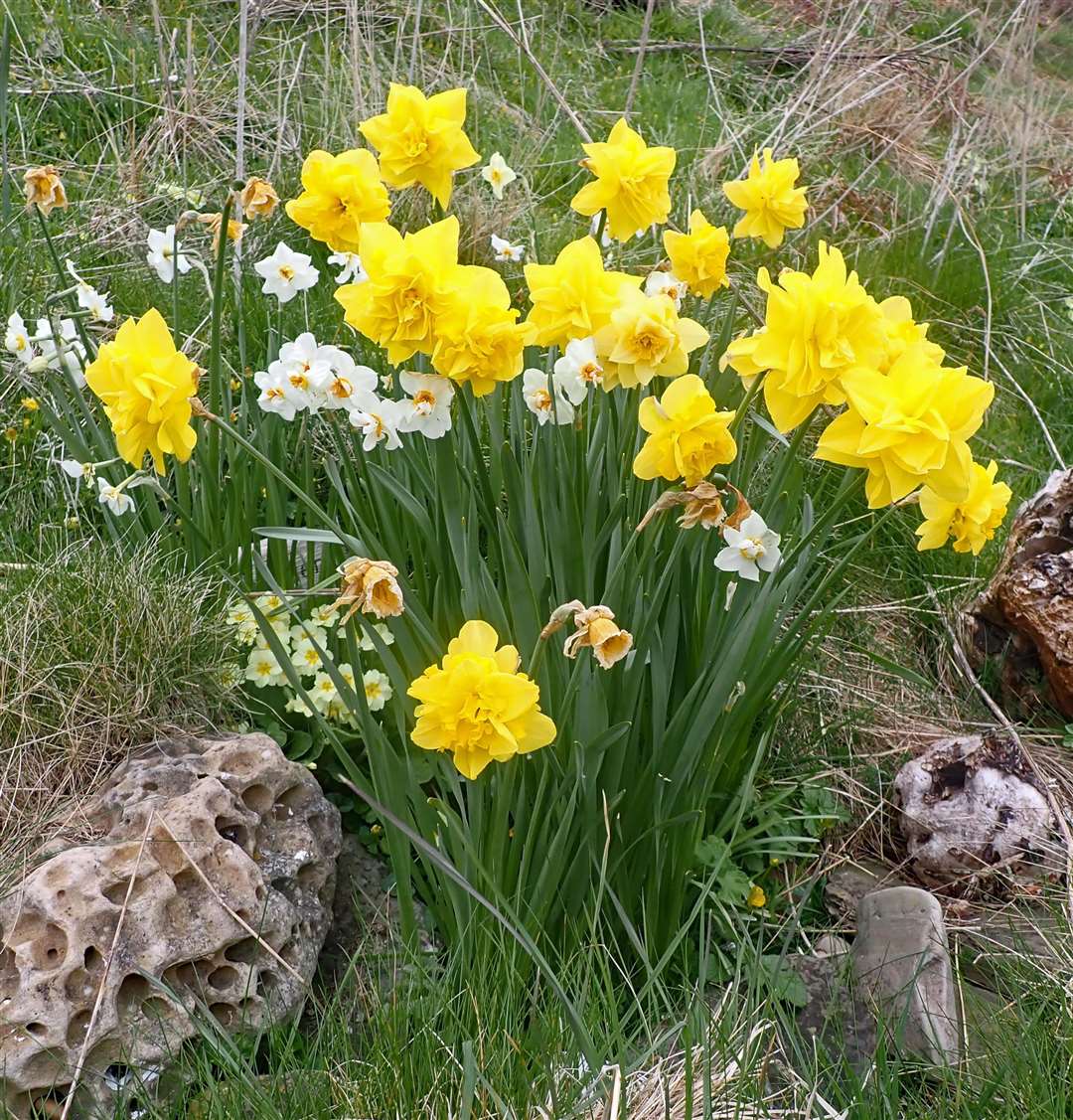 Memorial daffodils near Latheron.