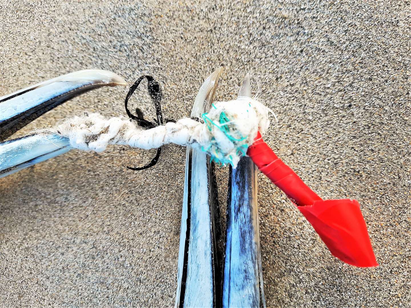 The gannets beaks are firmly tied together with the short piece of plastic string. This sad image highlights the issue of plastic pollution in our seas ahead of World Ocean Day on June 8.