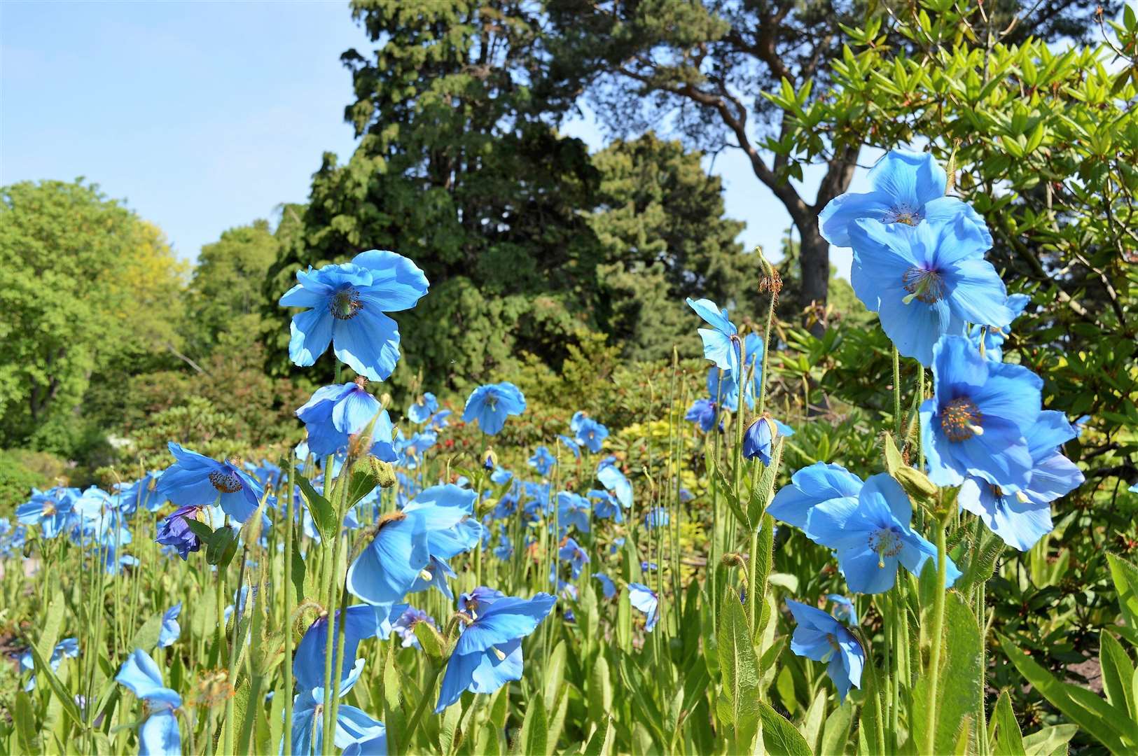 For soaking up water in damp ground, the Himalayan blue poppy. is ideal. This is Meconopsis ‘Slieve Donard’. Scottish Water is providing tips to help the public tackle climate change in their gardens - not matter how large or small.