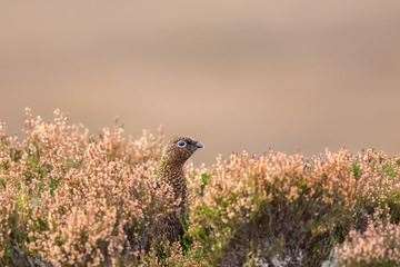 Red grouse in the heather.