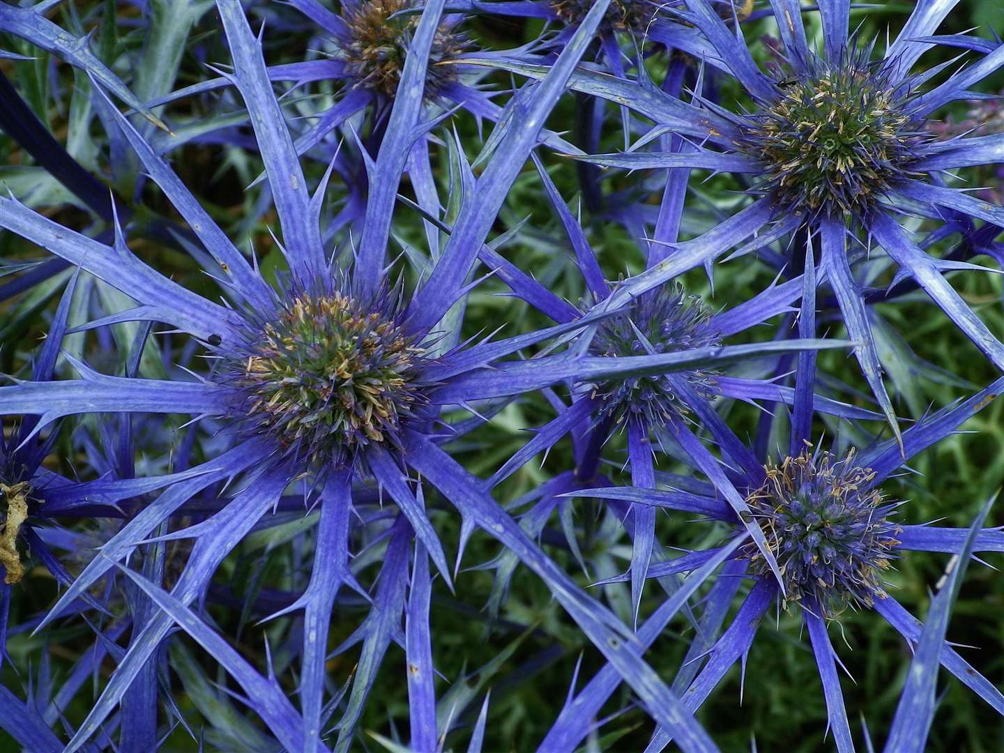 Sea holly.