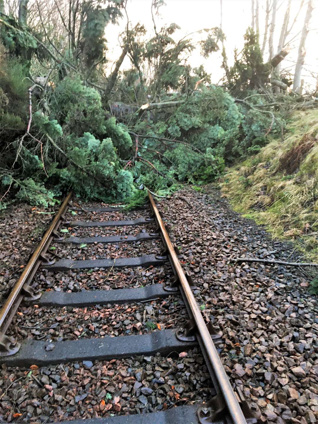 Image posted on Twitter by Scotrail showing trees felled on the far north line near Evanton.