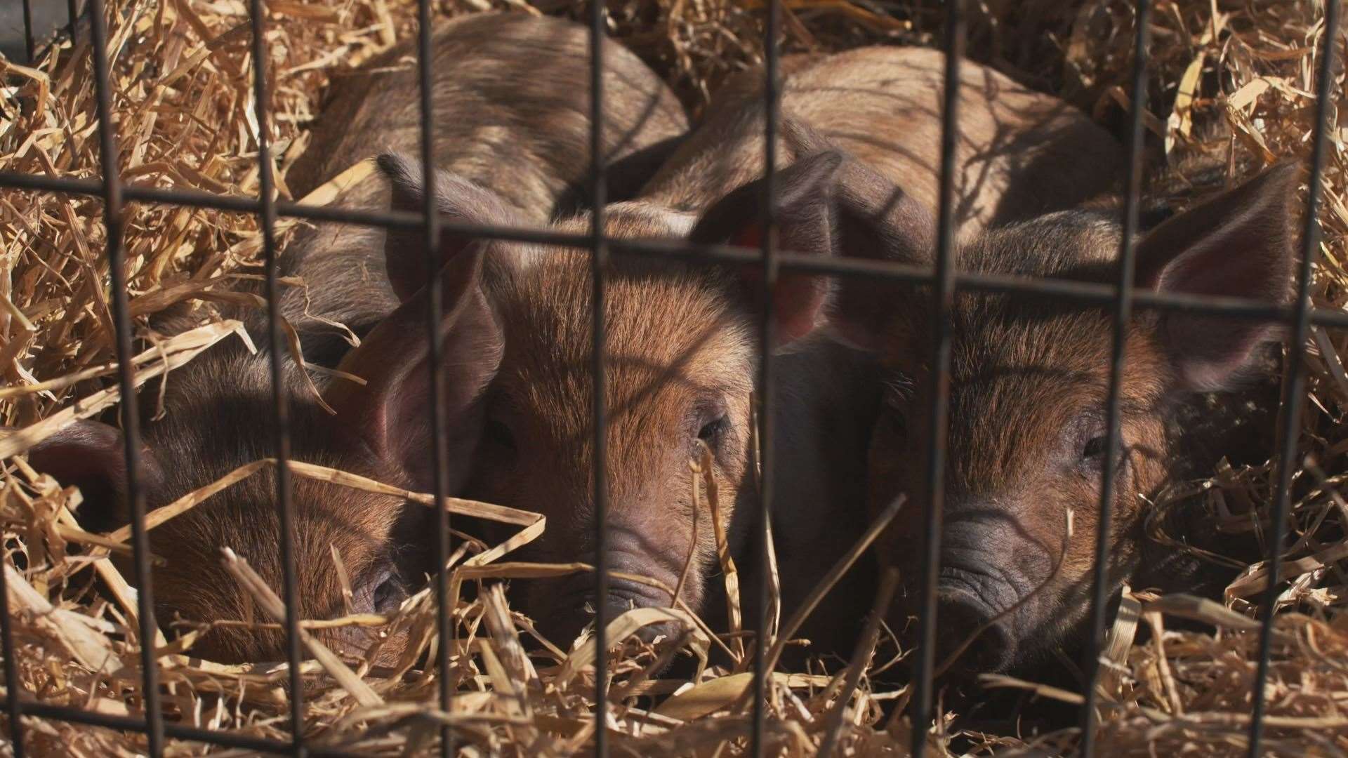 Three little piggies make an appearance in tonight's episode of The Highland Vet. Picture: Daisybeck Studios/MCG